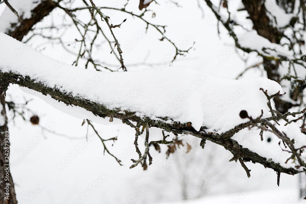 Tree branches covered with snow in the winter garden