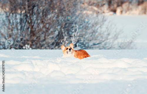 cute red puppy Corgi funny catches shimmering soap beautiful bubbles in white snow in winter Sunny Park © nataba