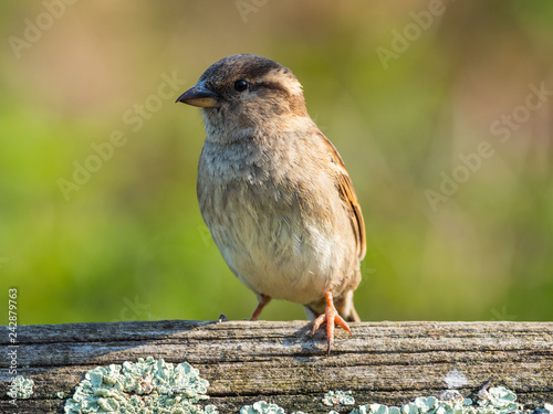 House sparrow perched