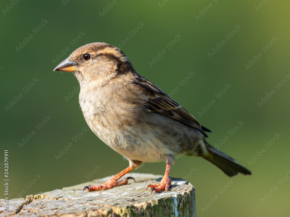 Fototapeta premium House sparrow perched