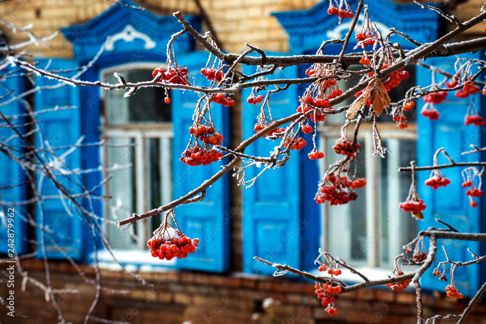 red mountain ash, covered with frost from the big frosts, in the snow-covered garden. against the background of an old house with blue carved shutters