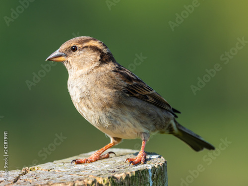 House sparrow perched © Stephan Morris 