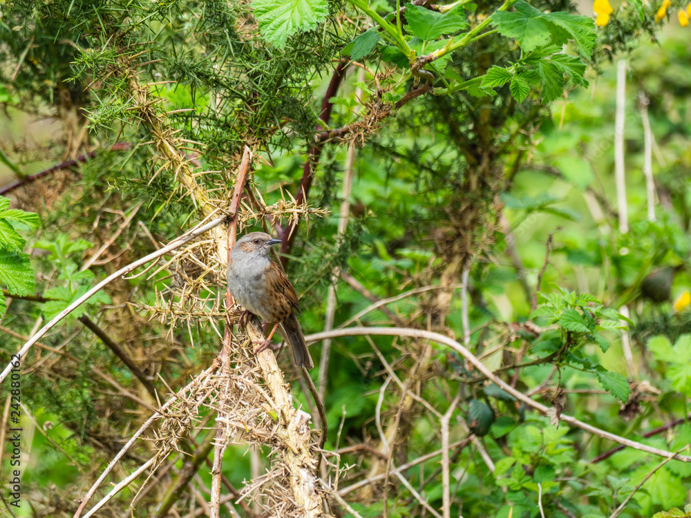Obraz premium House sparrow perched