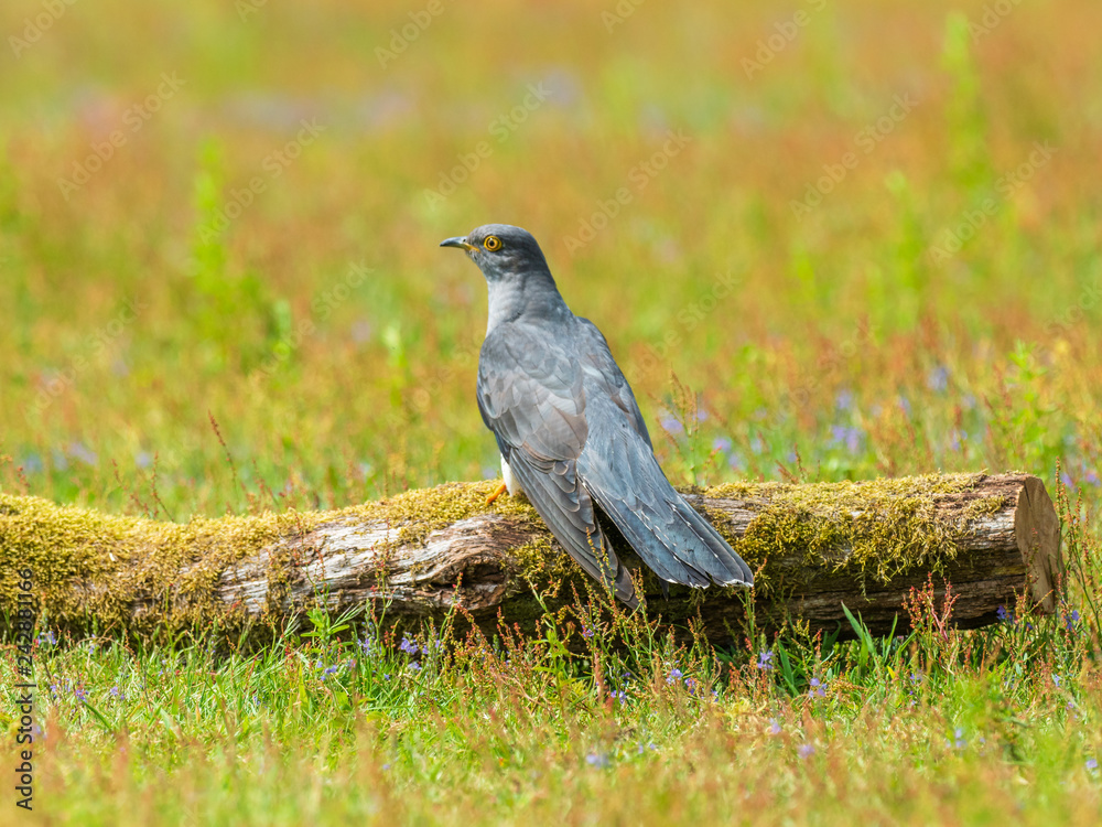 Obraz premium Cuckoo ( Cuculus canorus ) on the ground