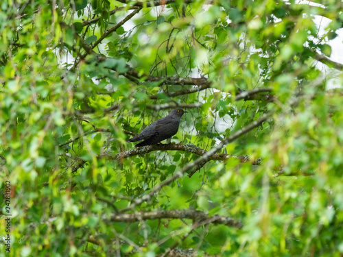 Wallpaper Mural Cuckoo ( Cuculus canorus ) sitting on a tree branch Torontodigital.ca