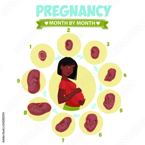 Dark-skinned pregnant  beautiful woman vector infographics. Pregnant woman wearing hijab. Muslim. Pregnancy by trimester stages vector illustration. Female with fetus in belly.