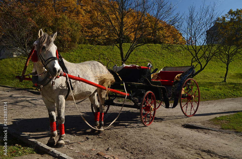Elegant harnessed horse with a carriage stands on the road against the backdrop of an autumn park with yellow leaves