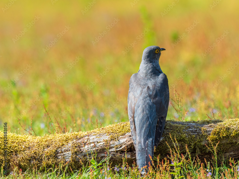 Fototapeta premium Cuckoo ( Cuculus canorus ) on the ground