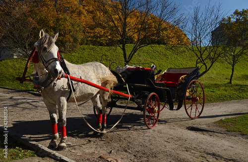 Elegant harnessed horse with a carriage stands on the road against the backdrop of an autumn park with yellow leaves