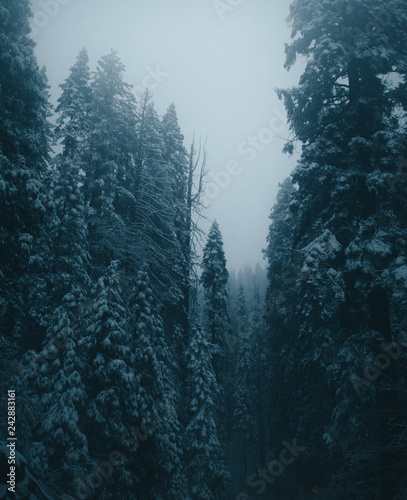 dark foggy forest blue in winter night