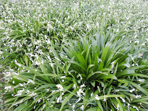 Onions strange, Allium paradoxum, during flowering