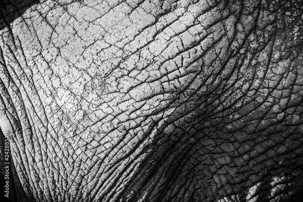 Gritty black and white close-up showing the wrinkled skin of an African elephant. Gritty black and white close-up showing the wrinkled skin of an African elephant.