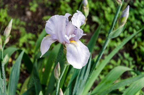 bright beautiful flower iris