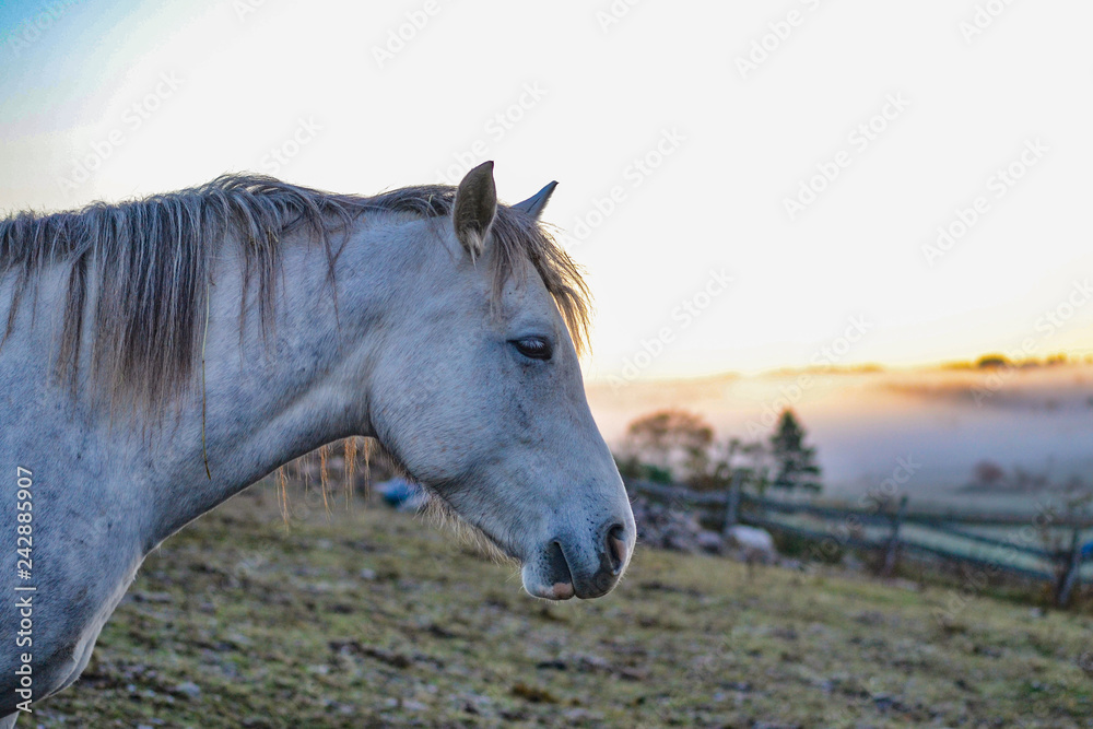 Grey Horse in Pasture on a Cold Autumn Day with Sunrise Grey Horse in Pasture on a Cold Autumn Day with Sunrise
