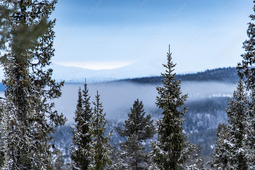 Forest and vew over the mountain in the nord marka of Norway during winter with snow - obrazy, fototapety, plakaty 