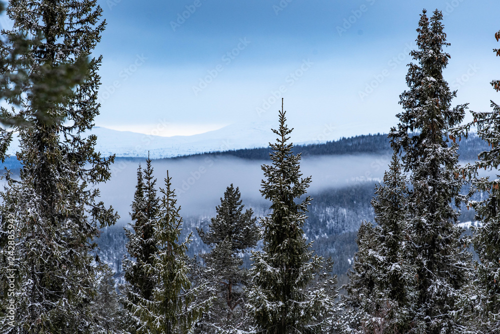 Forest and vew over the mountain in the nord marka of Norway during winter with snow - obrazy, fototapety, plakaty 