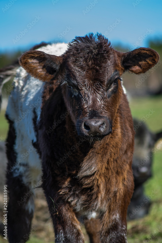 Young Black Angus Galloway Calf Close Up