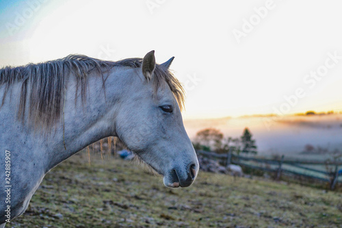 Grey Horse in Pasture on a Cold Autumn Day with Sunrise © Beatrice