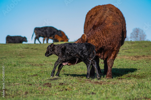 Black Angus Newborn Calf Trying to Stand After Birth