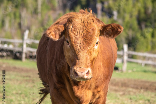 Close up on a Limousin Cow 