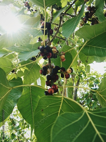 The green leaf of the Bodhi tree