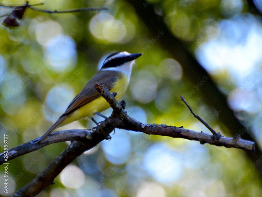 bird on a branch bird on a branch
