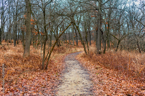 Trail in a Forest with Fallen Leaves during Winter at Suburban Willow Springs Illinois