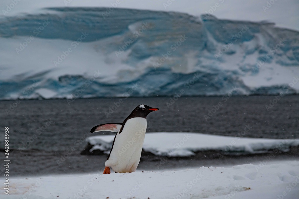 Naklejka premium Penguin in Antarctica
