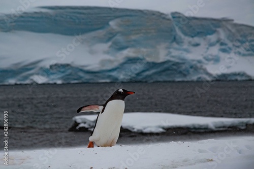 Penguin in Antarctica
