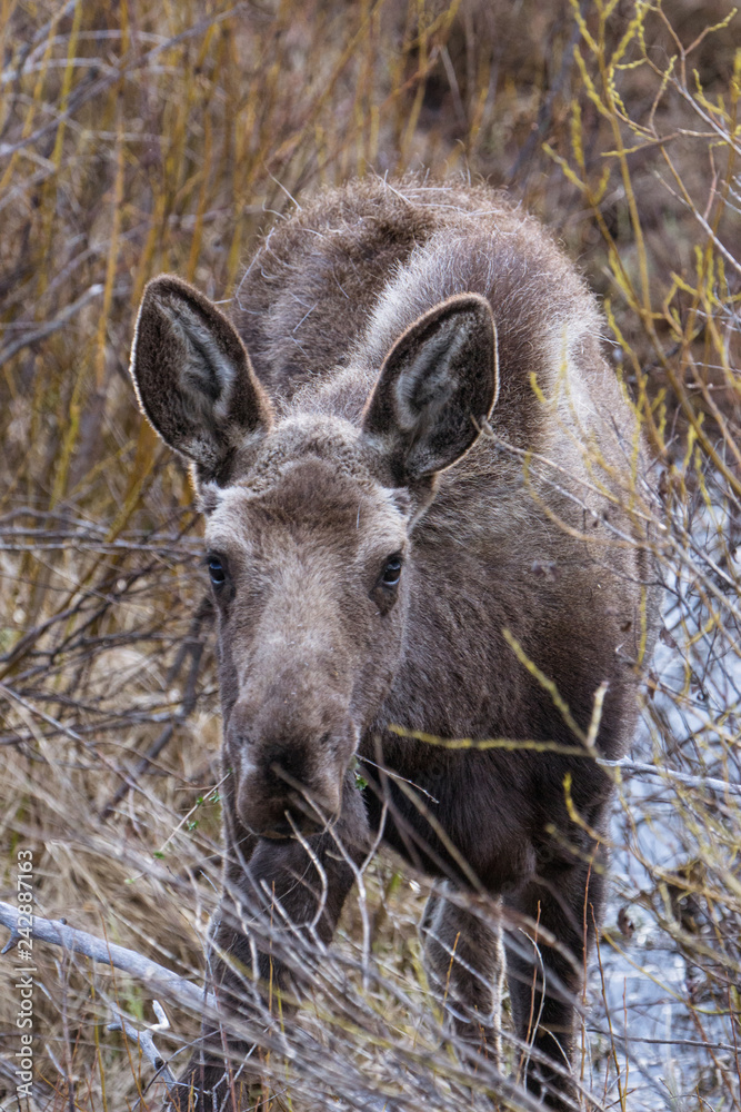Fototapeta premium Young Moose