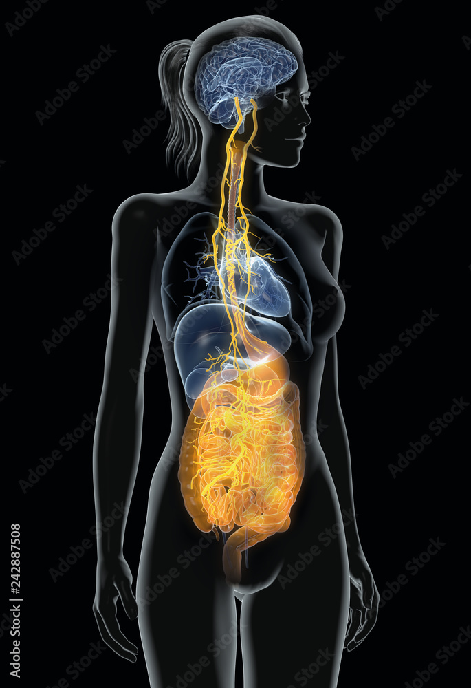 Vagus nerve with painful stomach and digestive system, 3D medically illustration Stock