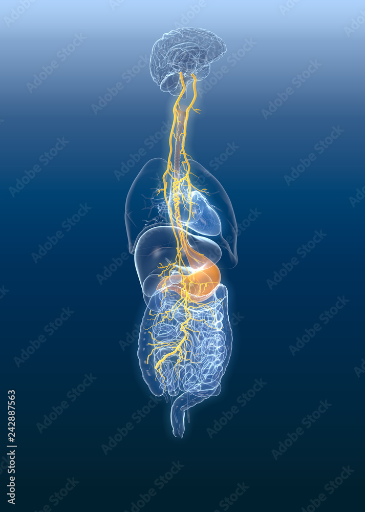 Vagus nerve with painful stomach and digestive system, 3D medically illustration Stock
