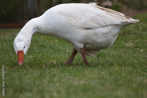 the animals. birds. goose