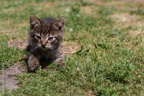 the animals. cats