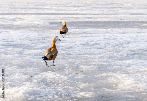Mandarin ducks on winter pond