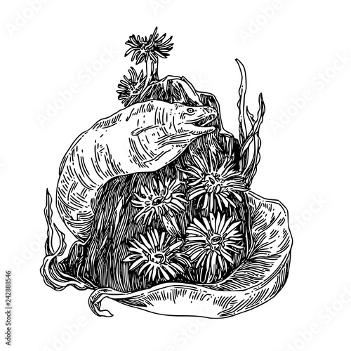 Moray eel in tropical sea and reef with sea anemones. Sketch. Engraving style. Vector illustration. .