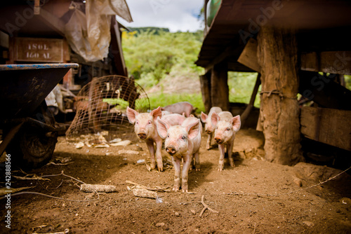 baby pigs