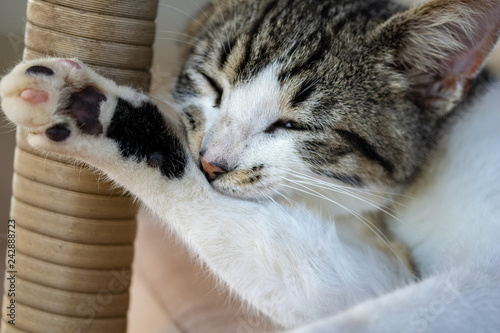 White tabby cat kitten licking and washing front leg and paw