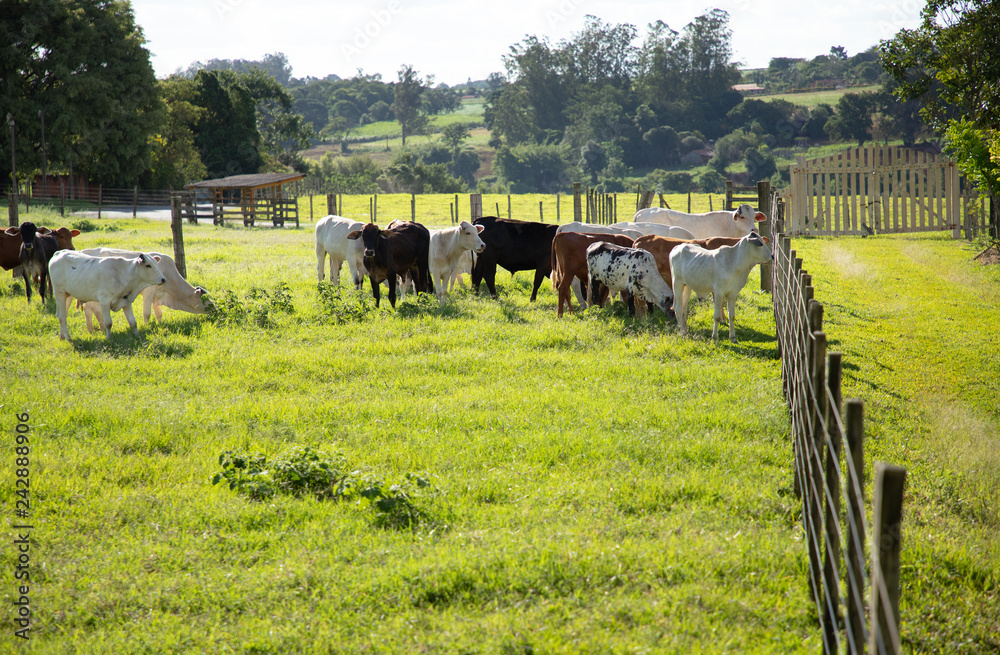 Obraz premium gado no campo (vaca, boi)