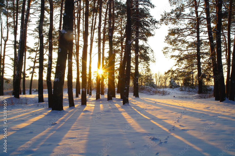 winter landscape with snow covered trees
