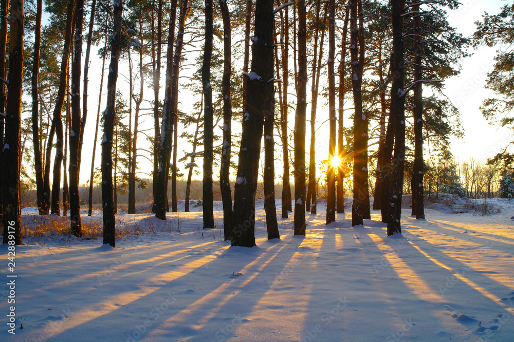 winter landscape with snow covered trees