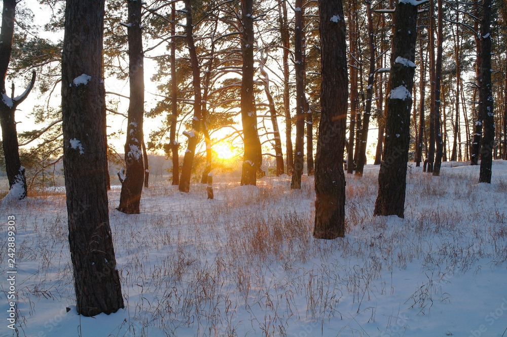winter landscape with snow covered trees