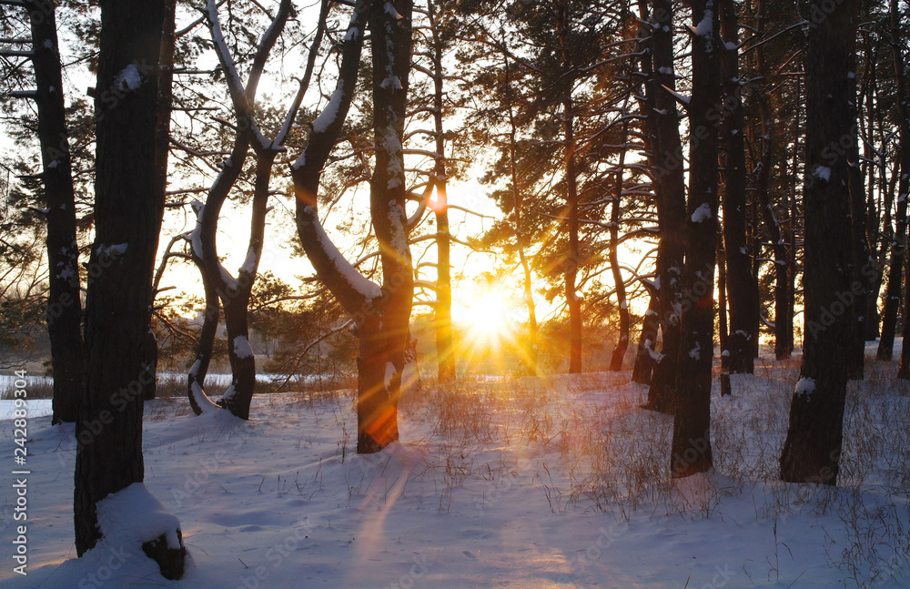 winter landscape with snow covered trees