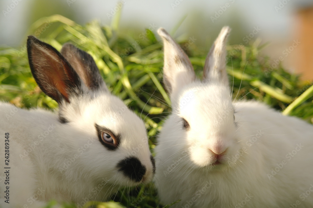 White rabbit on the grass