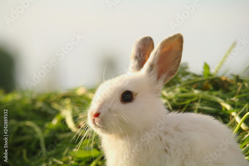 Obraz na płótnie White rabbit on the grass w salonie