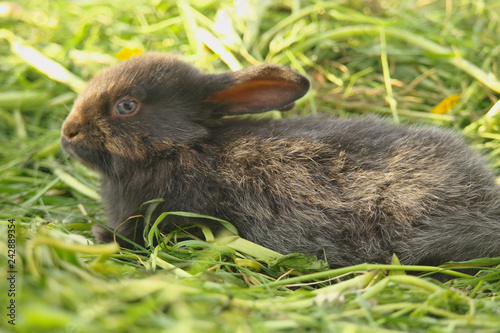 Obraz na płótnie Black rabbit on green grass w salonie