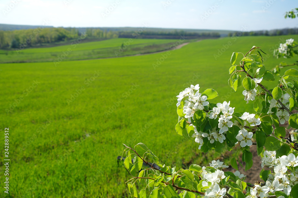 Spring coming to the land