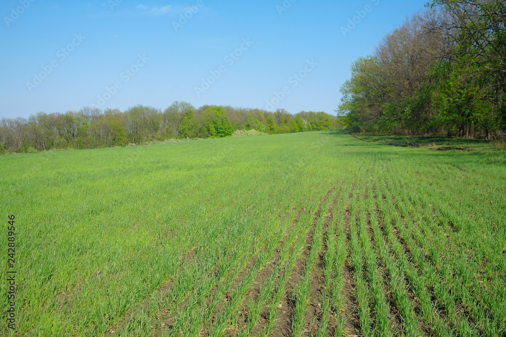Spring coming to the land