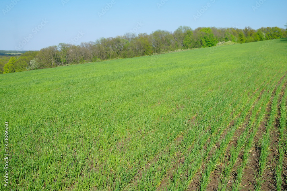 Spring coming to the land
