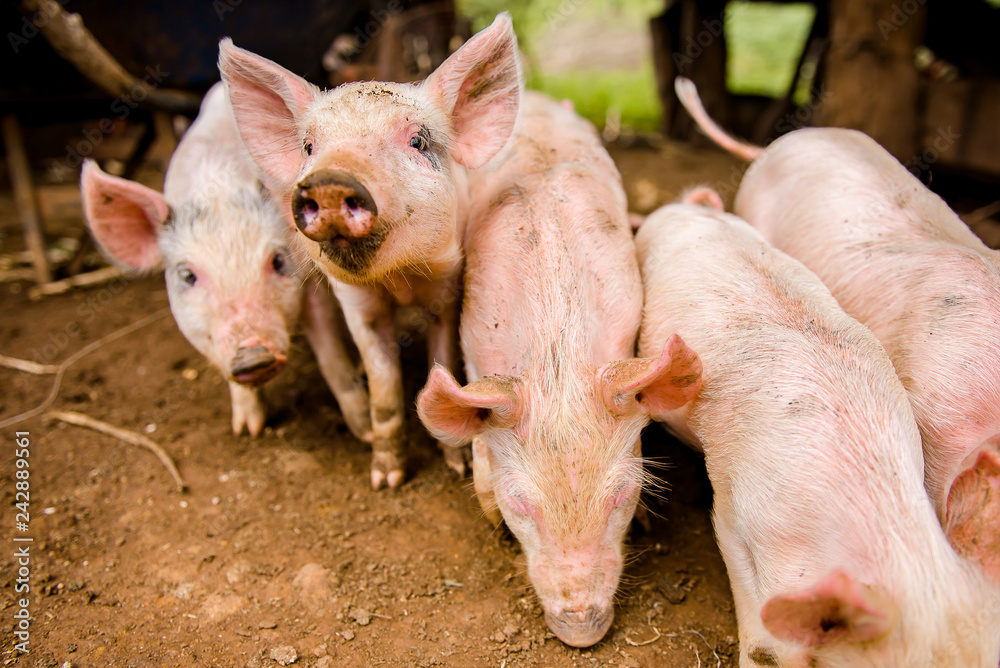 baby pigs baby pigs